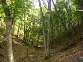 Община Казанлък ще възстановява горския си потенциал със средства от ДФ „Земеделие” / Новини от Казанлък