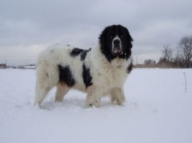 Племенна книга на българското овчарско куче подготвят любители на породата от Казанлък.  / Новини от Казанлък