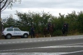 Крави и телета-жертва на пътен инцидент / Новини от Казанлък