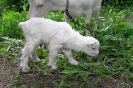 Яре и заварки срещу пари, договарят кандидат-кметове в Казанлъшко / Новини от Казанлък