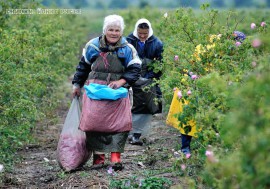 Празник на Розата 2008