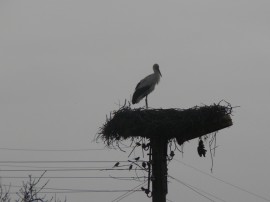 Дойдоха първите щъркели в казанлъшко