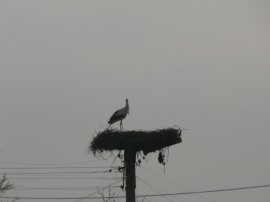 Дойдоха първите щъркели в казанлъшко