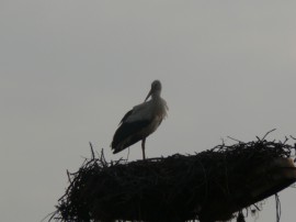 Дойдоха първите щъркели в казанлъшко