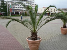 Центърът на Казанлък отново придоби екзотично излъчване / Новини от Казанлък