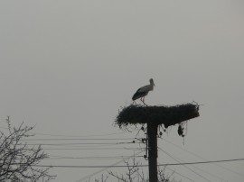Обезопасяват щъркелови гнезда в Общините Казанлък, Павел баня и Мъглиж / Новини от Казанлък