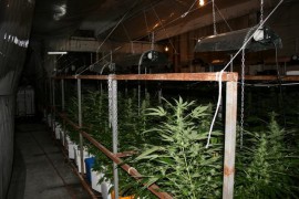 В старозагорско разкриха ферма за отглеждане на канабис