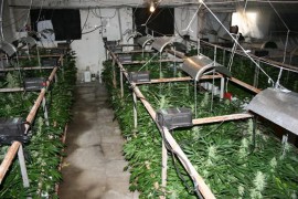 В старозагорско разкриха ферма за отглеждане на канабис