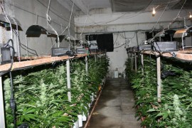 В старозагорско разкриха ферма за отглеждане на канабис / Новини от Казанлък