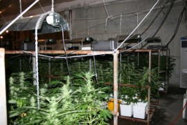 В старозагорско разкриха ферма за отглеждане на канабис