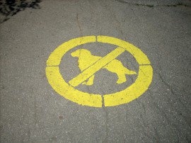 Казанлъчани искат хуманно унищожаване на уличните кучета / Новини от Казанлък