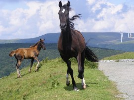 Паметникът на Бузлуджа – широко затворени очи...