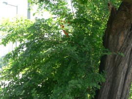 Kazanlak.Com сигнализира за нов проблем с пътен знак