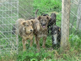 До утре ще продължи кампания по кастриране на бездомни кучета и котки в Казанлък