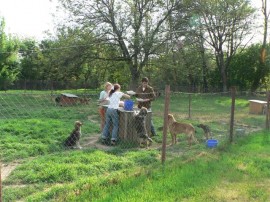 До утре ще продължи кампания по кастриране на бездомни кучета и котки в Казанлък