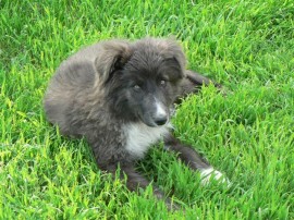 До утре ще продължи кампания по кастриране на бездомни кучета и котки в Казанлък