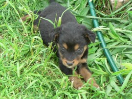 До утре ще продължи кампания по кастриране на бездомни кучета и котки в Казанлък