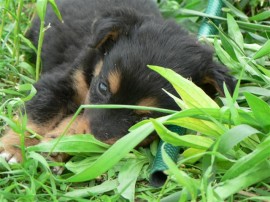 До утре ще продължи кампания по кастриране на бездомни кучета и котки в Казанлък