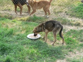 До утре ще продължи кампания по кастриране на бездомни кучета и котки в Казанлък