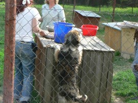 До утре ще продължи кампания по кастриране на бездомни кучета и котки в Казанлък