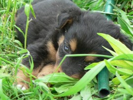 До утре ще продължи кампания по кастриране на бездомни кучета и котки в Казанлък / Новини от Казанлък