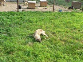 До утре ще продължи кампания по кастриране на бездомни кучета и котки в Казанлък