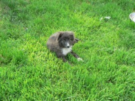 До утре ще продължи кампания по кастриране на бездомни кучета и котки в Казанлък