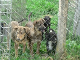 До утре ще продължи кампания по кастриране на бездомни кучета и котки в Казанлък