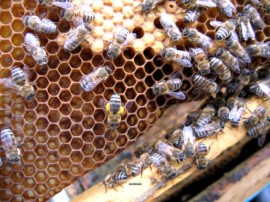 Крими : Неизвестен отровил 3 пчелни кошера  / Новини от Казанлък