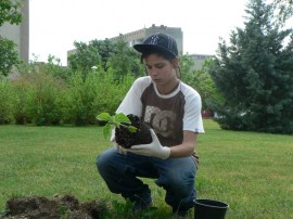 Общинари и кандидат царици засадиха дървета в квартал Васил Левски