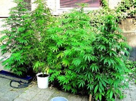  Отглеждат марихуана в Казанлък / Новини от Казанлък