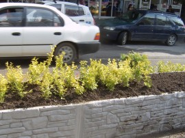 Нова зеленина по Батенберг за Празника на Розата