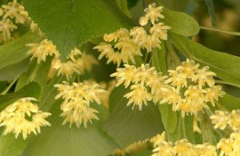 По бул.“Александър Батенберг“ ще се засаждат нови дървета / Новини от Казанлък