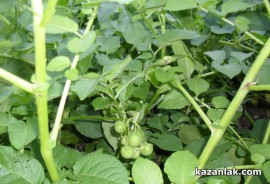 Картофи родиха домати в Казанлък