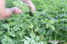 Картофи родиха домати в Казанлък