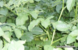 Картофи родиха домати в Казанлък