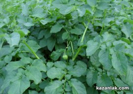 Картофи родиха домати в Казанлък