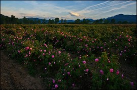 Крими: Откриха снаряд в розов масив / Новини от Казанлък