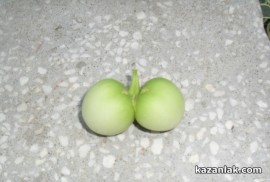 Картофи родиха домати в Казанлък