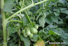 Картофи родиха домати в Казанлък / Новини от Казанлък