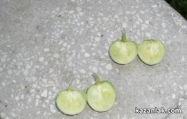 Картофи родиха домати в Казанлък