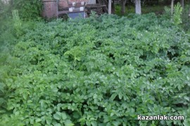 Картофи родиха домати в Казанлък