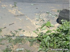 Отсякоха липите по Стамболийски