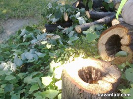 Отсякоха липите по Стамболийски