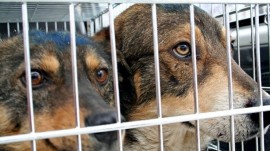 Трайно решение за бездомните кучета предлага Галина Стоянова / Новини от Казанлък