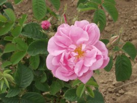 Благодарение и на Казанлък, България  е първа в света по производство на розово масло / Новини от Казанлък