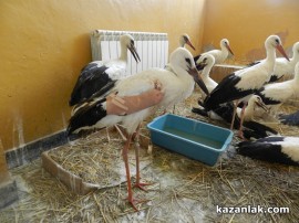 Раненият щъркел от Ясеново е вече в Спасителния център в Стара Загора / Новини от Казанлък