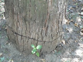 Премахват опасното дърво на улица Капрони / Новини от Казанлък