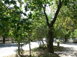 Премахват опасното дърво на улица Капрони