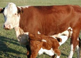 Неизвестни “каубойци“ крадат крави и телета  / Новини от Казанлък